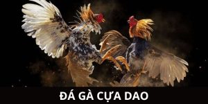 đá gà cựa dao