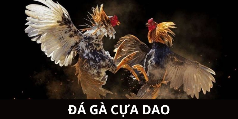 đá gà cựa dao